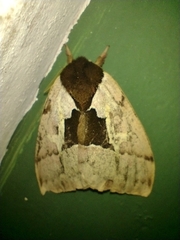 Dirphiopsis multicolor