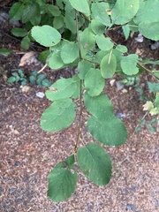 Amelanchier alnifolia