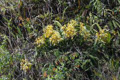 Epidendrum leucochilum