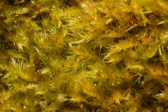 Herzogiella adscendens