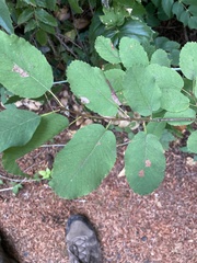 Amelanchier alnifolia