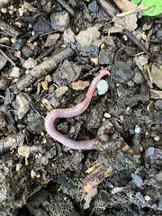 Lumbricus