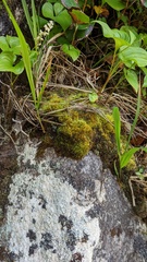 Herzogiella adscendens