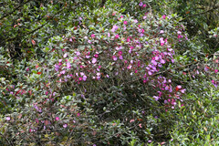 Andesanthus lepidotus