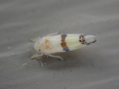 Empoa