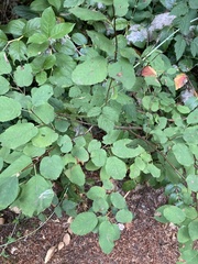 Amelanchier alnifolia