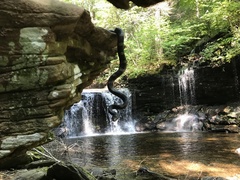 Pantherophis alleghaniensis