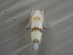 Empoa