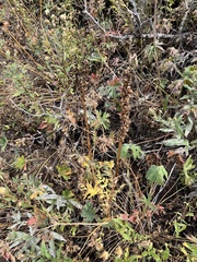 Pedicularis