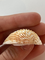 Cardites bicolor