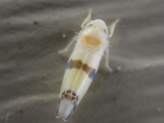 Empoa