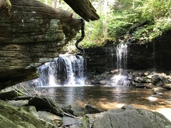 Pantherophis alleghaniensis