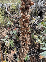 Pedicularis