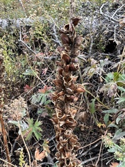 Pedicularis