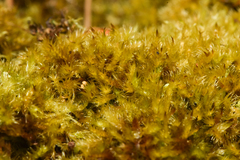 Herzogiella adscendens