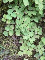 Vancouveria hexandra