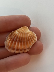 Cardites bicolor