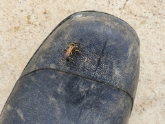 Sceliphron madraspatanum