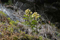 Epidendrum leucochilum