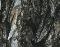 Neoclytus mucronatus
