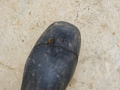 Sceliphron madraspatanum