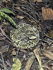 Bothrops atrox