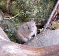 Antechinus subtropicus
