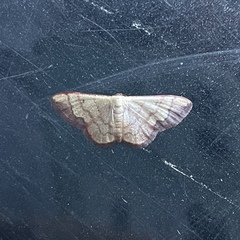 Idaea rufulata