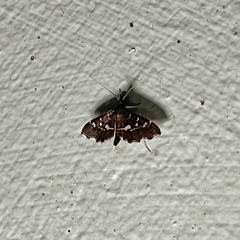 Diathrausta cubanalis