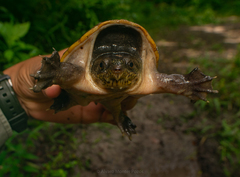 Claudius angustatus