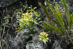 Epidendrum leucochilum