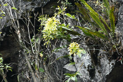 Epidendrum leucochilum