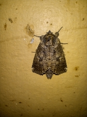 Disphragis onerosa