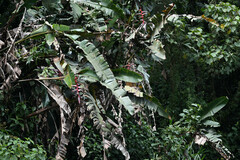 Heliconia griggsiana