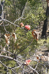 Brachychiton viscidulus