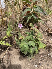 Geranium viscosissimum