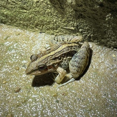 Leptodactylus fuscus