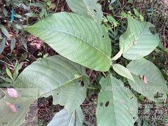 Dendrocnide meyeniana