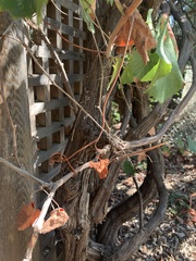 Vitis californica