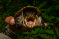Claudius angustatus