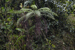 Cyathea