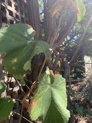Vitis californica