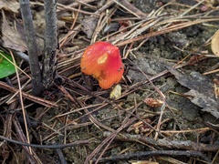 Hygrocybe acutoconica