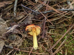 Hygrocybe acutoconica