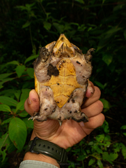 Claudius angustatus