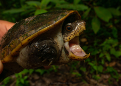 Claudius angustatus
