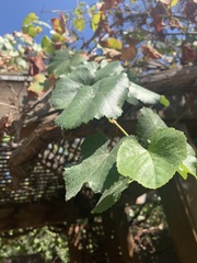 Vitis californica