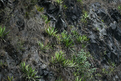 Furcraea andina