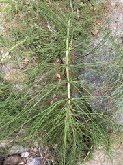 Equisetum telmateia