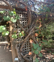 Vitis californica